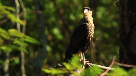 Perched-Crested-caracara-in-South-America,-looking-for-the-prey-in-forest