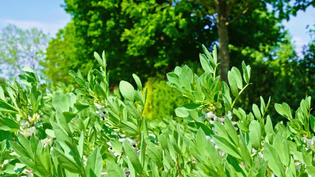 Close-up of flowering broad bean plants gently swaying in the wind - France