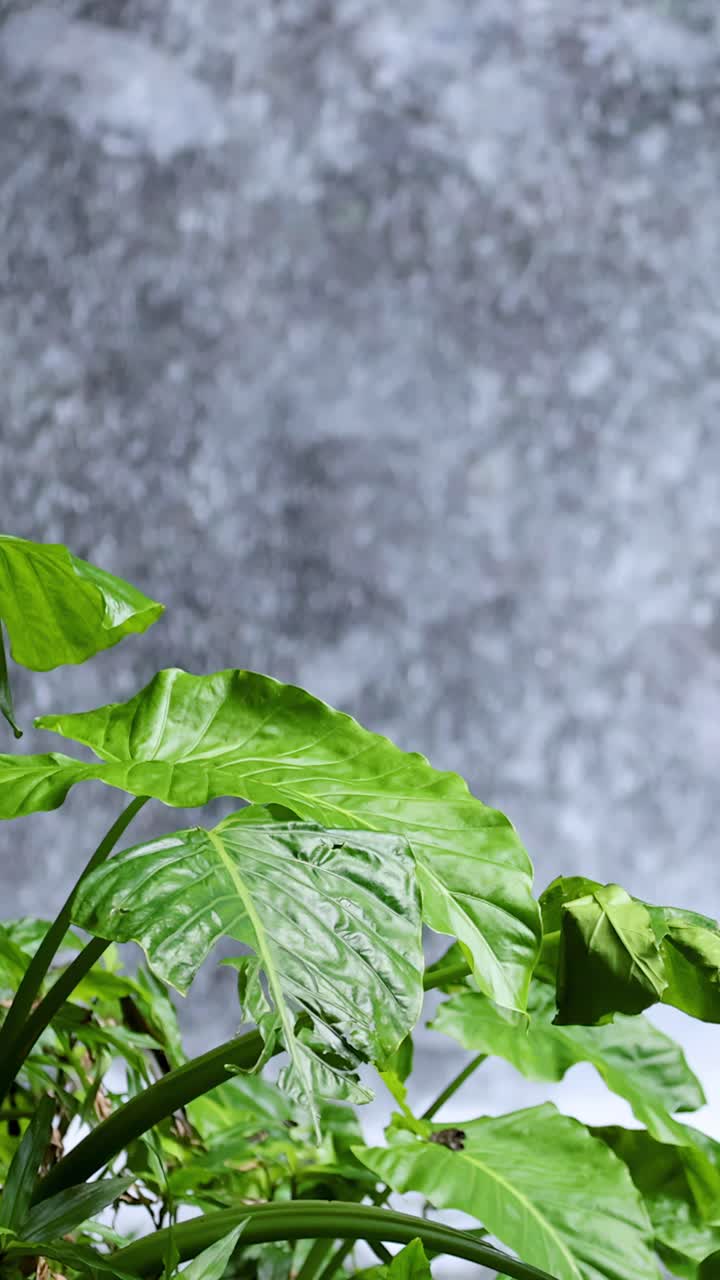 Foglie tropicali di un verde vibrante ondeggiano dolcemente davanti a una cascata sfocata e impetuosa. La luce naturale del giorno illumina la scena, con una ripresa stabile e un'atmosfera tranquilla.