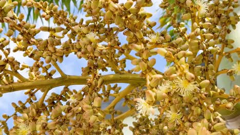 primer plano de una palmera con flores amarillas