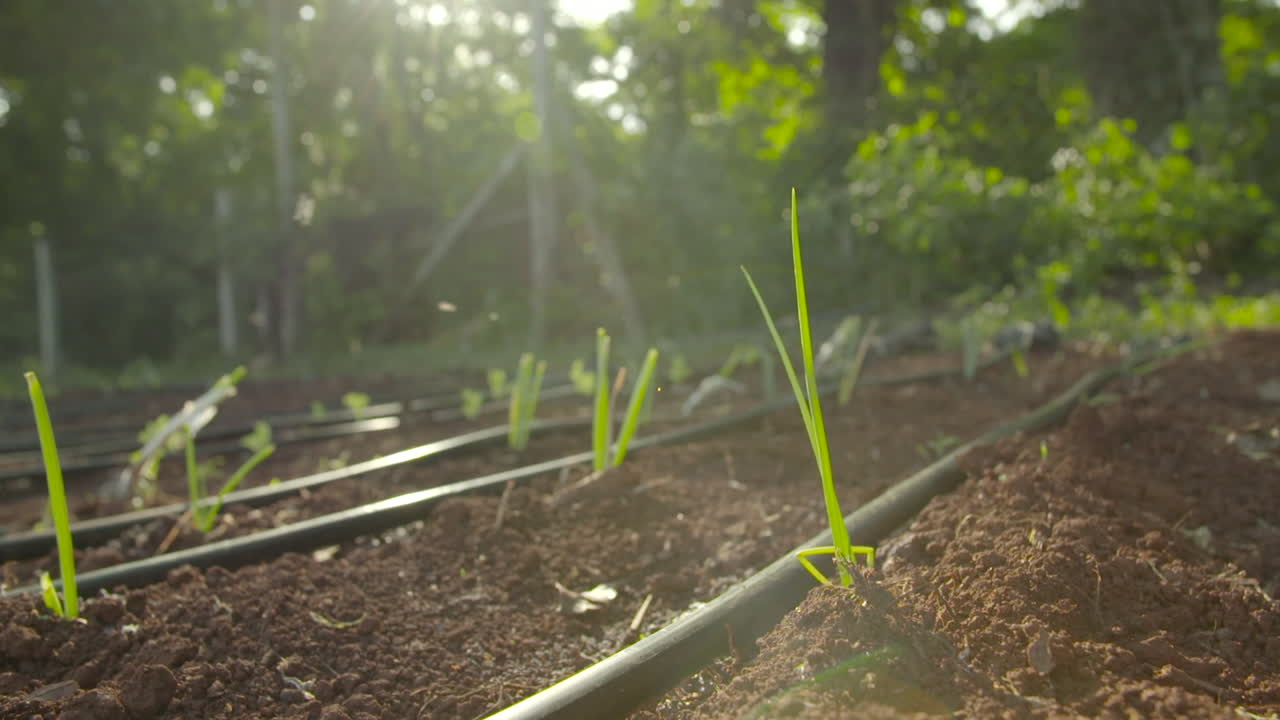 sistema de riego de agua en un pequeño jardín en un día soleado