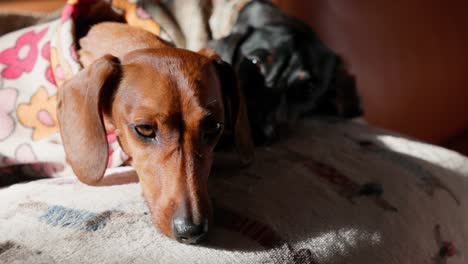 a pair of dachshunds wearing winter jackets rest side-by-side on the couch, soaking in the soft glow of indoor sunlight.