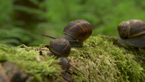 Filmische-Nahaufnahmen-Im-Zeitraffer,-Die-Schnecken-Entlang-Eines-Astes-Verfolgen