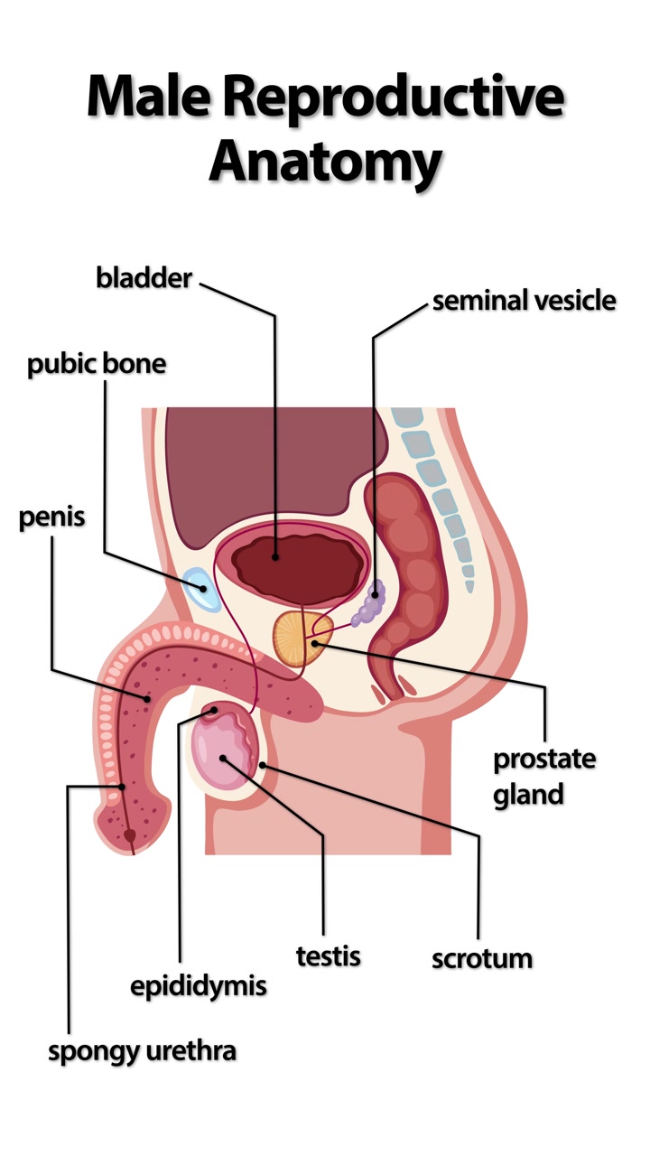 Animazione medica a sezione trasversale identifica gli organi riproduttivi maschili con etichette di testo su uno sfondo bianco pulito