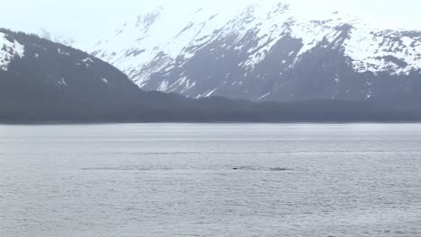 orca or killer whale in the search of food, coming out to the surface for air, in alaska