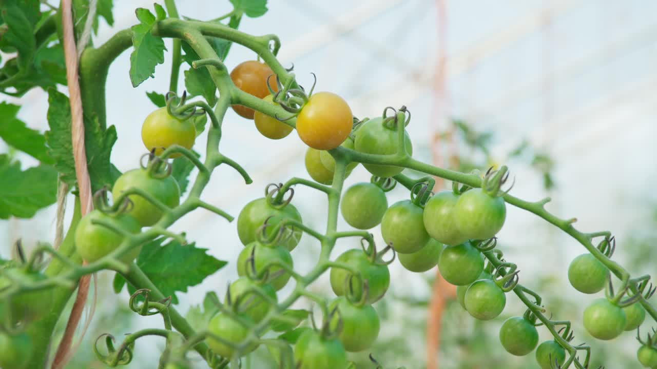 Extreme close up of sun gold cherry tomatoes.  Camera tilts down and rack focuses to orange tomatoes.