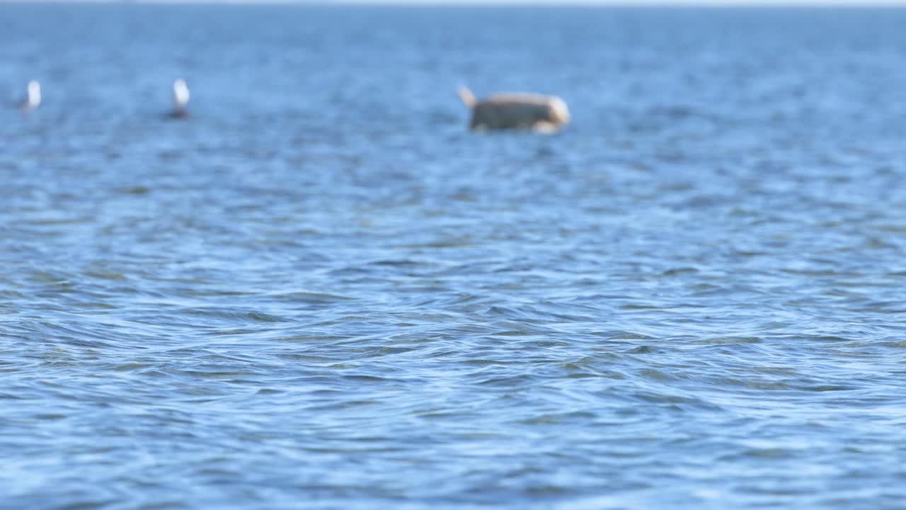 собака плавает в море рядом с чайками.