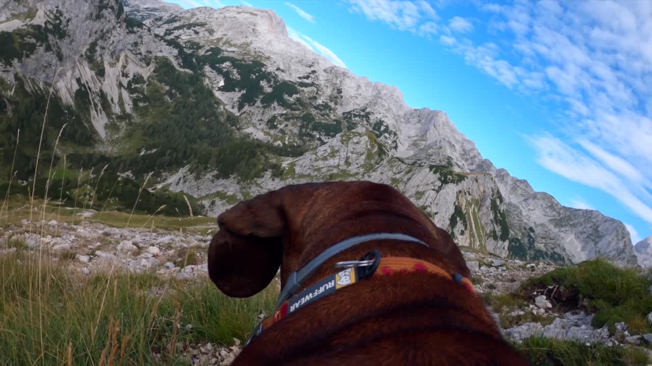 ハメ撮り映像は、スロベニア アルプスの山の上を歩く犬の上に gopro で撮影されました, 曇りの天気で山と美しい風景に囲まれています-2