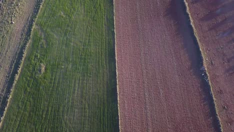 Aerial-view-over-two-kind-of-crops-divided-in-the-south-of-Spain