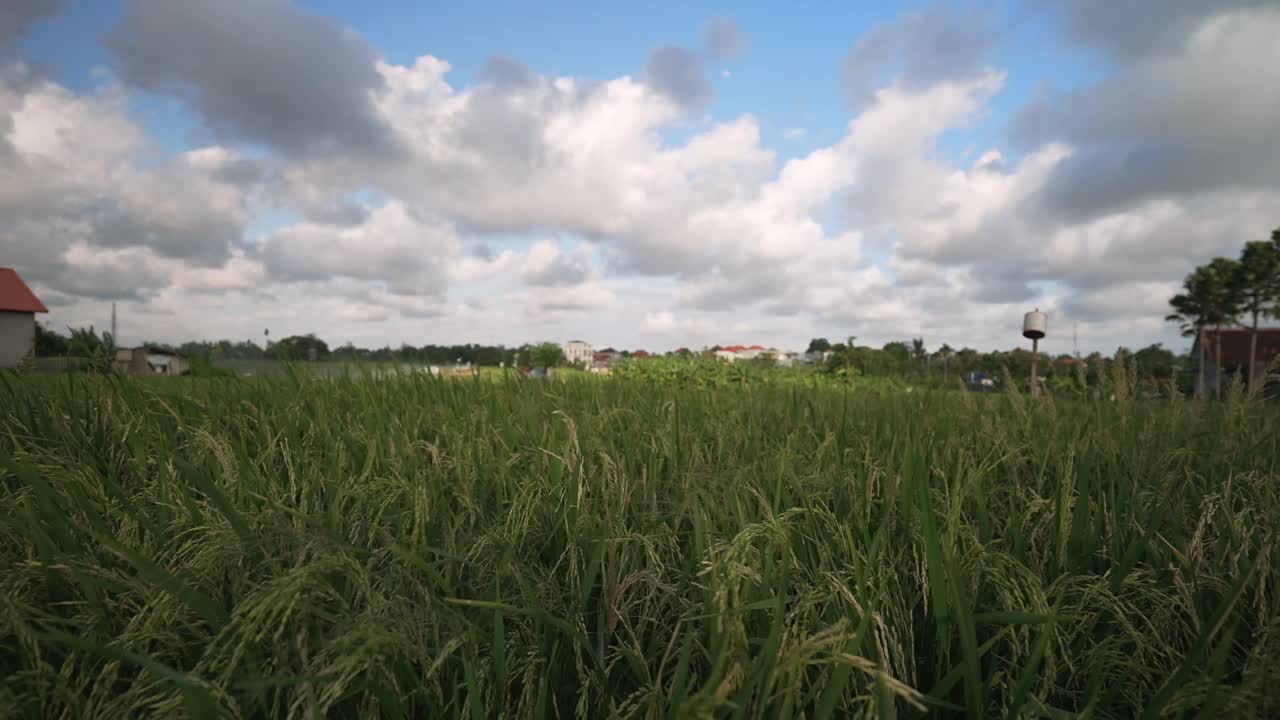 Rice Paddy Field Under a Cloudy Sky