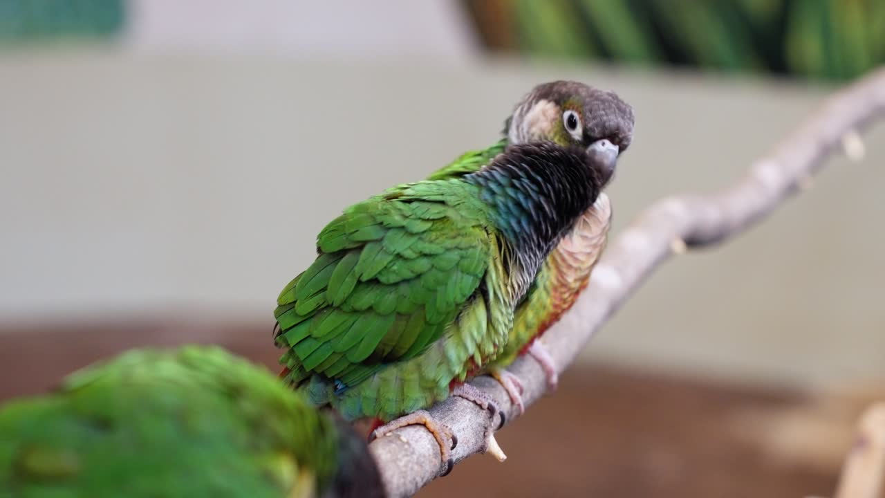 Parrots preen and clean body as they walk along branch, perched in zoo cafe