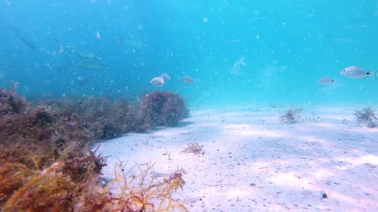 Diving on the bottom of the Mediterranean sea in Mallorca, Spain with a school of fishes around.