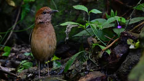 la pitta de nuca oxidada es un ave confiada que se encuentra en hábitats de bosques montañosos de gran altura, hay muchos lugares en tailandia para encontrar esta ave