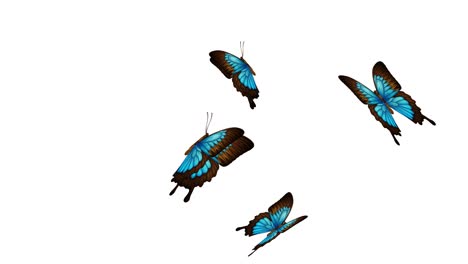 flying blue and brown butterflies