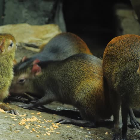 Weibliche-Brasilianische-Agouti-Füttert-Junge-Mit-Milch