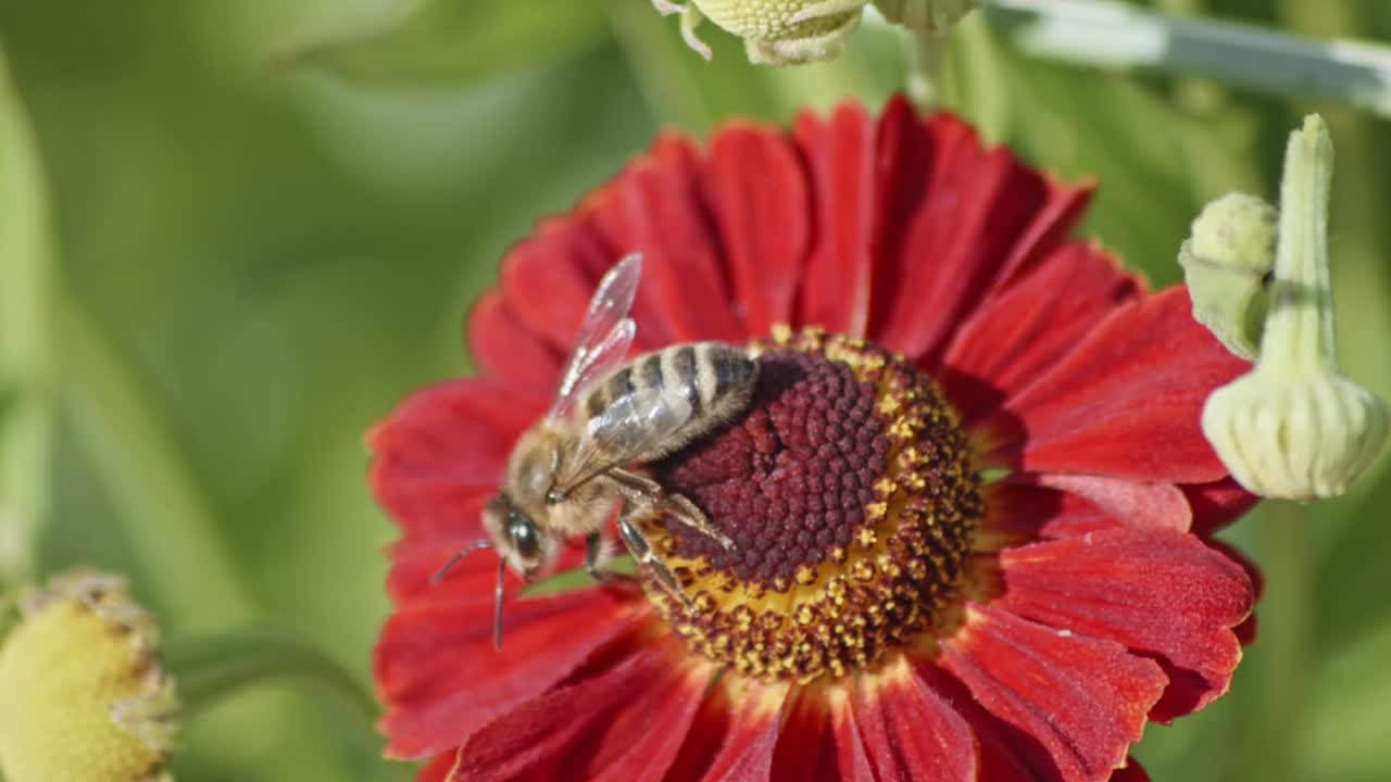 abejas polinizando flor común de estornudo en el jardín - tiro macro de muñeca
