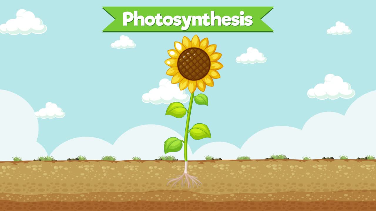 태양꽃의 활기찬 성장과 광합성