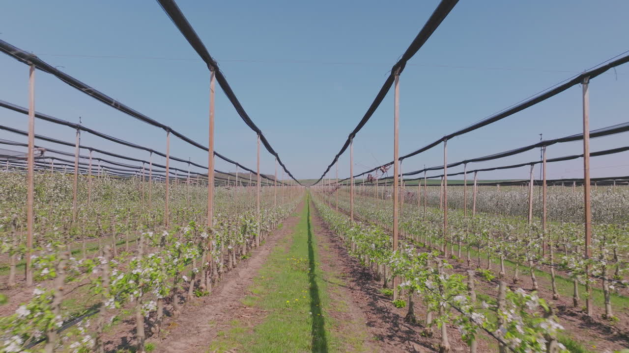 Apple Orchard in Bloom