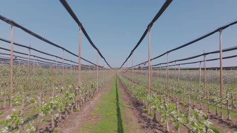 apple orchard in bloom