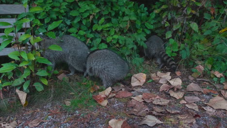 Group-of-three-raccoons-out-in-the-wilderness,-slow-motion-close-up