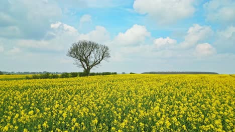 A-picturesque-drone-shot-of-a-rapeseed-crop-with-two-trees-and-a-picturesque-country-road-against-a-blue-sky