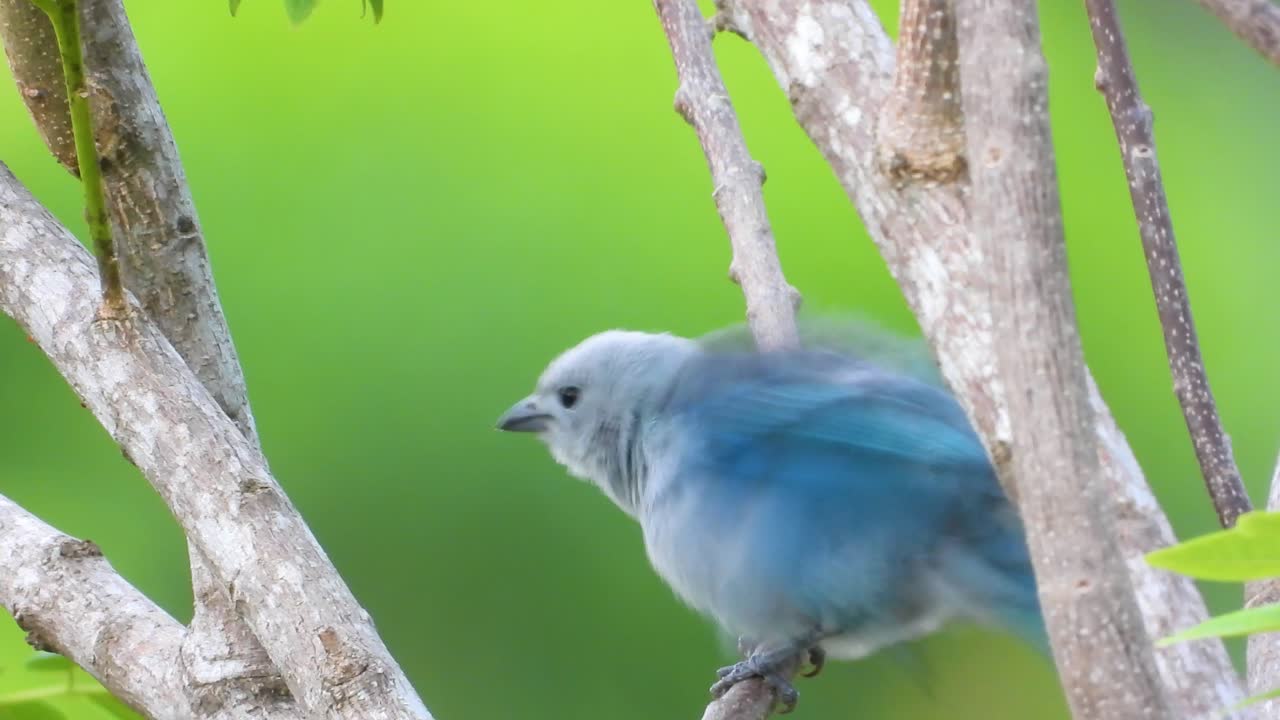 콜롬비아 의 민카 에서 발견 된 파란색 회색 타나거