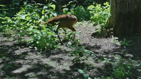 muntjak chino de reeves en el parque zoológico de kaunas