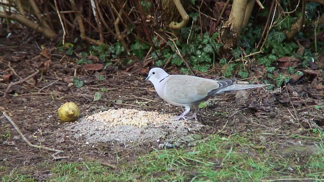 Collared Dove (Streptopelia Decaocto) feeding on bird seed on a front lawn