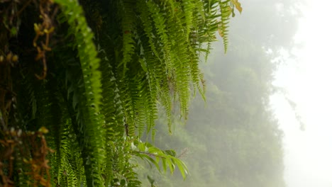 Escena-Mágica-Del-Bosque-Brumoso-Con-Exuberantes-Helechos-Verdes-Que-Se-Agitan-En-La-Brisa