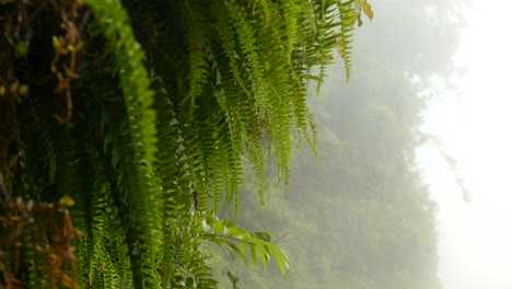 escena mágica del bosque brumoso con exuberantes helechos verdes que se agitan en la brisa