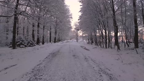 snowy forest path
