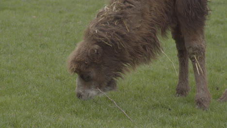 close up of camel eating grass