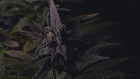 dense crystallization on the tops of mature marijuana cannabis hemp plants grown in diy home grow for medical thc cbd farming harvest for smoking edibles concentrates pain stress anxiety relief