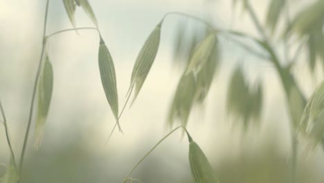 cerca de avena creciendo en el campo