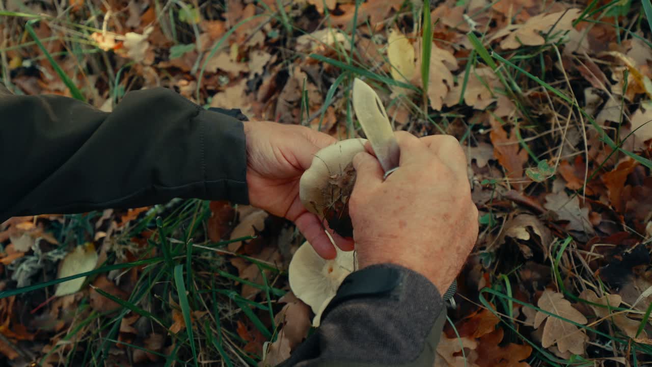 Close-Up of Hands Picking and Cleaning Wild Mushrooms in Autumn Forest