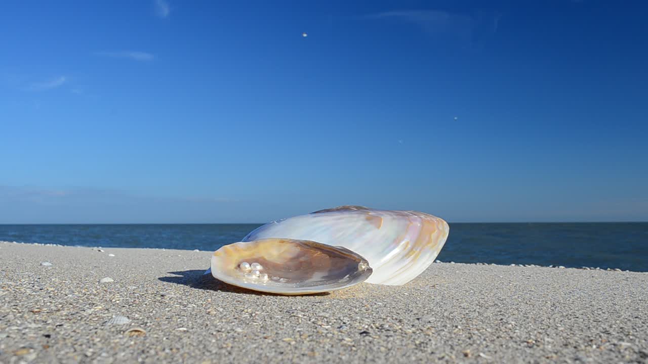Cockleshells on sand against the background of waves. Shooting on the beach