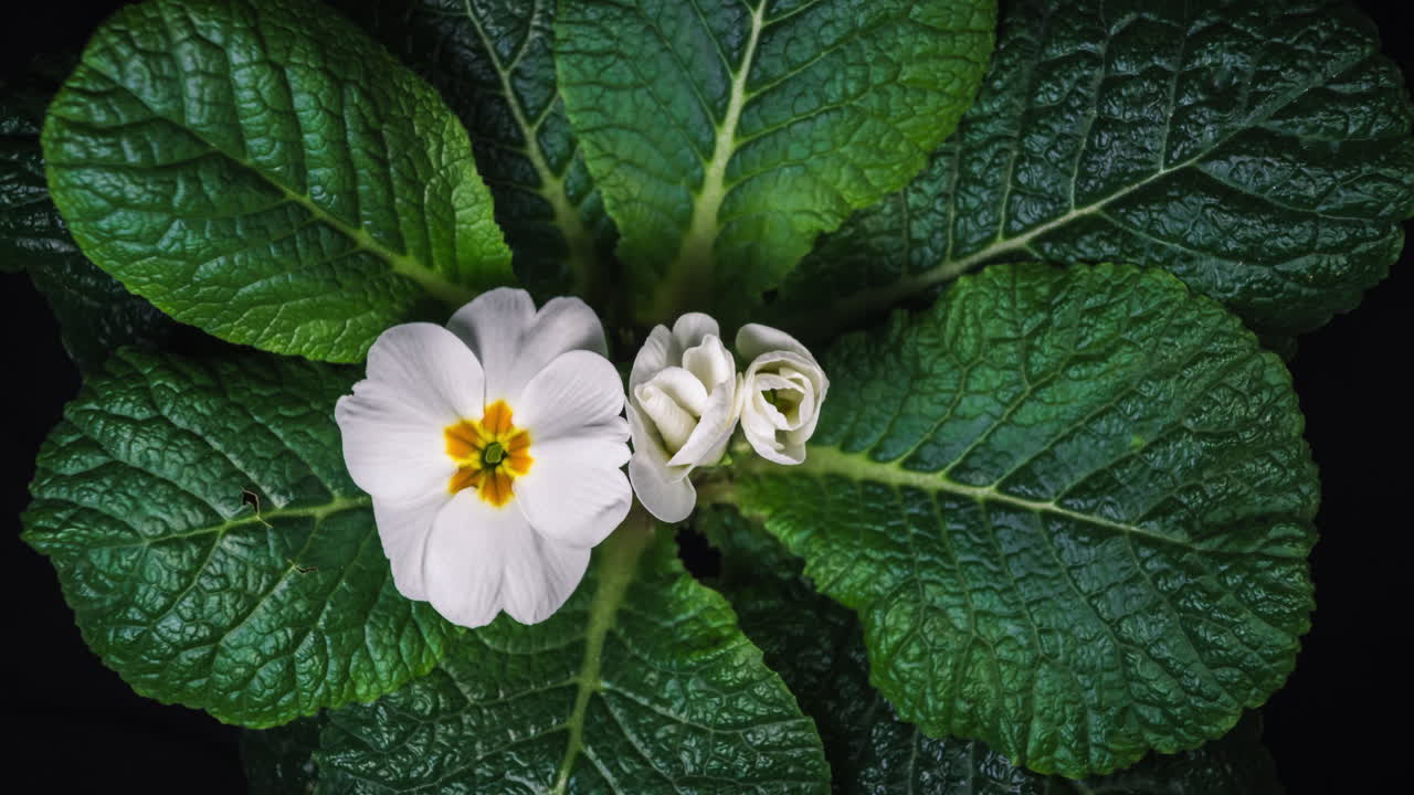 time lapse of flowers blossoming