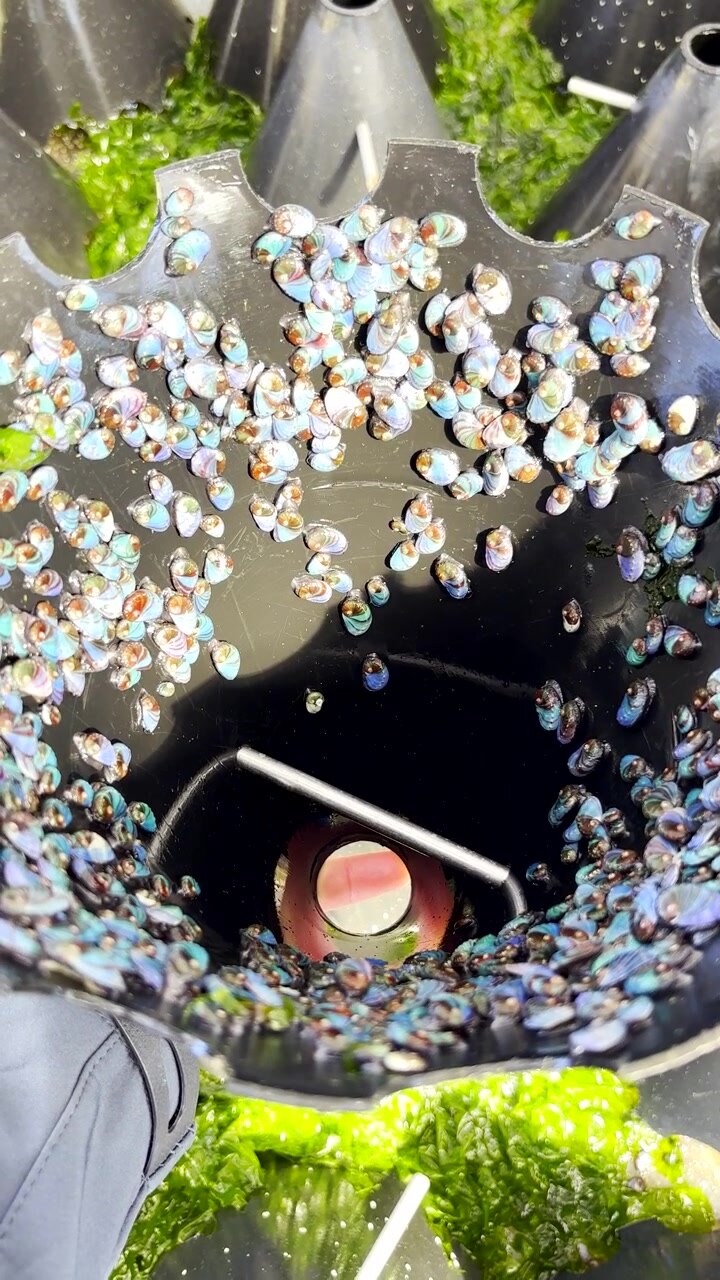 Tiny abalone spat lining inside of hard black plastic cone on aquafarm. Vertical