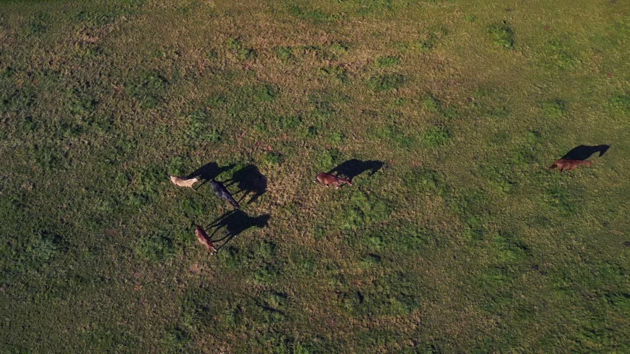 검은 갈색 회색 말 그림자