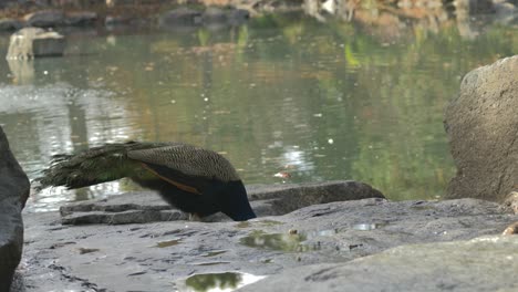 シドニーのオーバーンにある日本庭園の池で水を飲むクジャクの4kショット