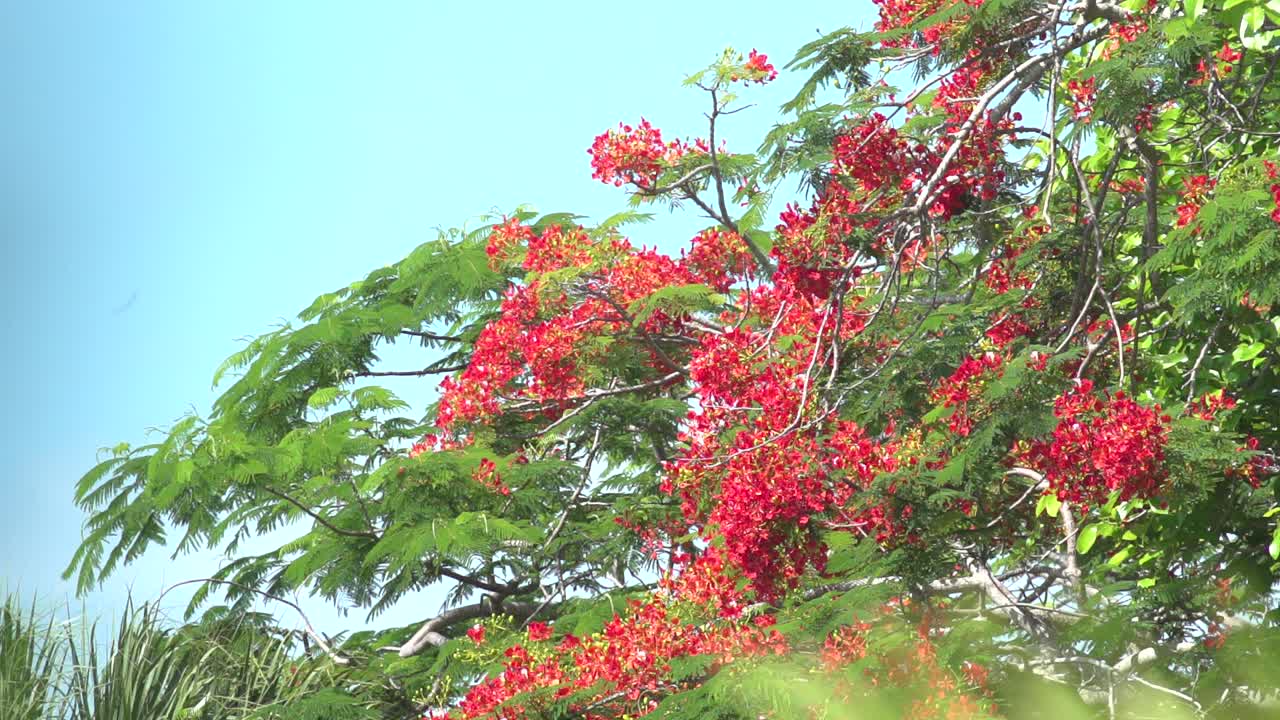 A Royal Poinciana Tree in Vibrant full bloom on a sunny day
