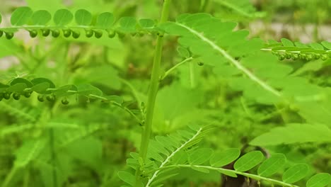 close up sensitive plant in tropical forest