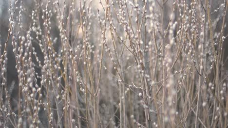 willow is blooming. spring trees against moody sky background. willow branch in the forest on a blurred background. easter symbol.