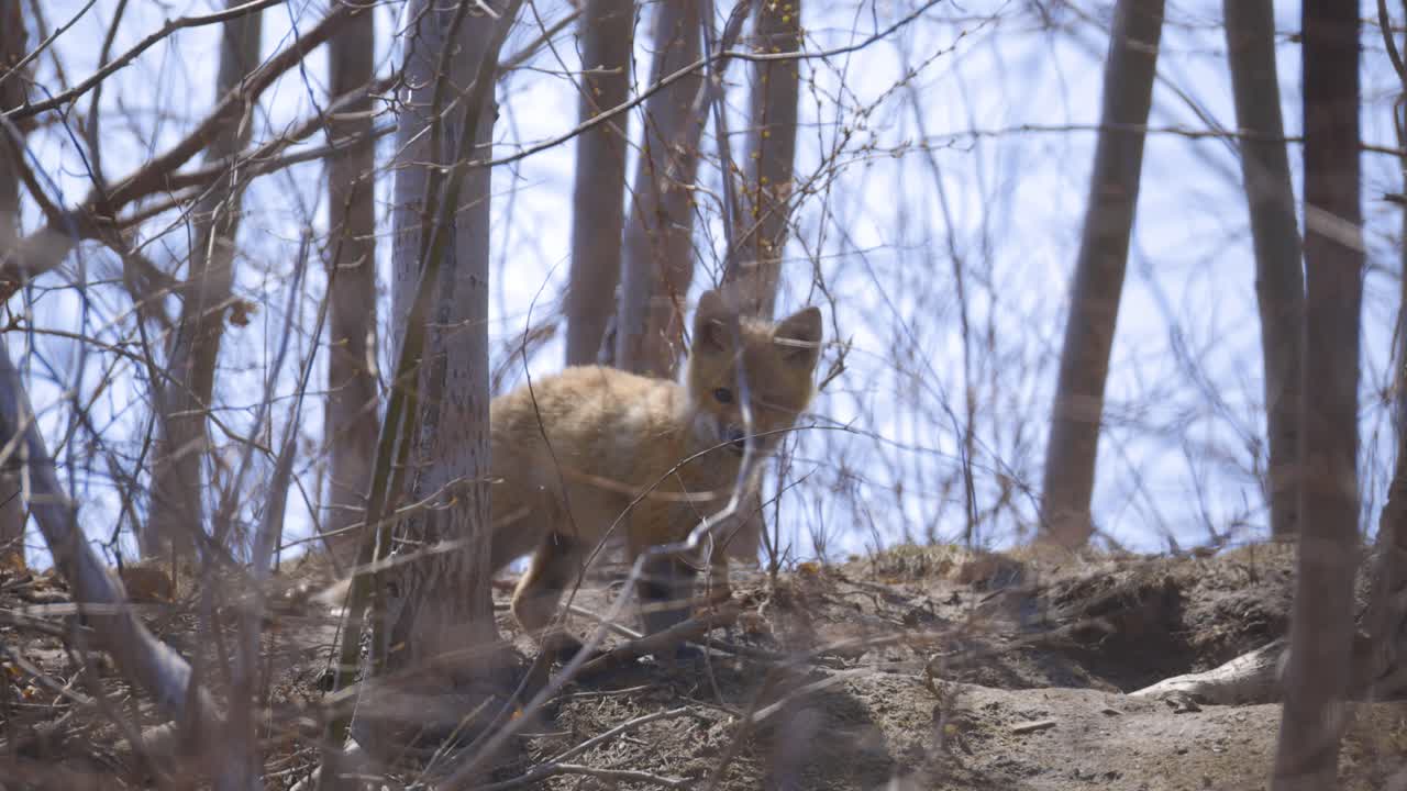 Un cucciolo di volpe sta all'erta su una collina boscosa circondato da rami spogli
