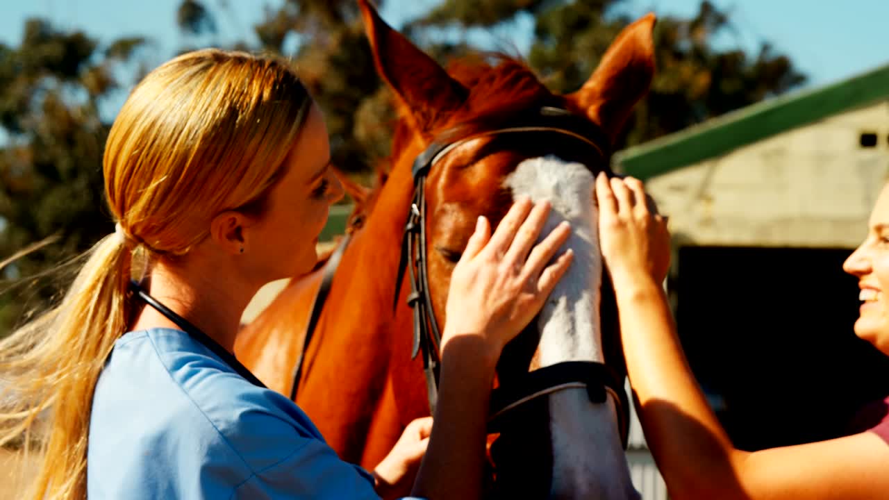 Veterinarian doctor interacting with woman 4k