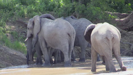 breeding herd of african elephants leaves river bed and is about to climb the adjacent embankment
