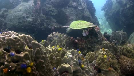 Hawksbill-turtle-4