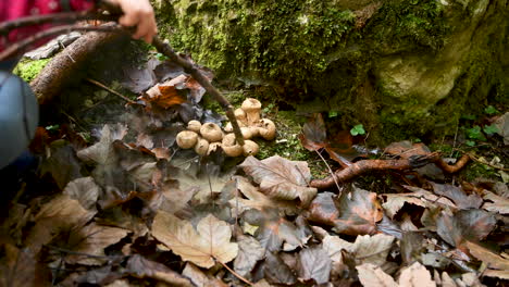 young girl, unrecognizable, playing in forest and popping puffball mushrooms with stick, 4k, childhood fun in woods, outdoor playing, handheld