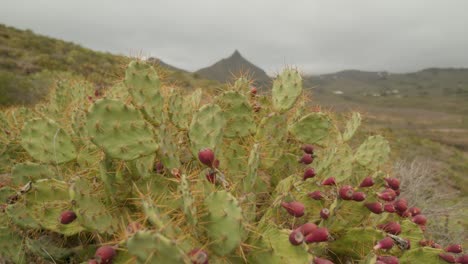 prickly pear with ripe fruit growing in the mountains in dry tenerife countryside in spring, canary islands, spain