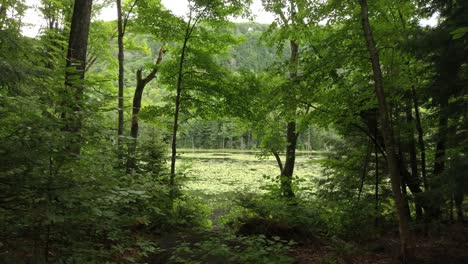 drone flying slow through lush forest towards opening onto a lake